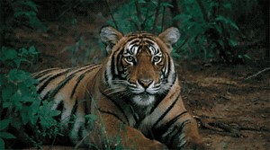 Le bâillement des animaux est-il contagieux ?