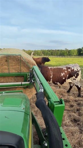 When longhorns choose chaos!
