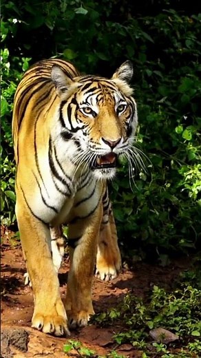 Discover the wild side of nature!, jungles, and wildlife from around the world.