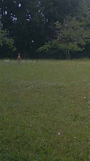 🦌 A Roe Deer Suddenly Ran Across the Field… 🌾👀