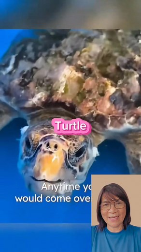 1.4K views · 15 reactions | For easy removal of barnacles Put the turtle first in fresh water for 48 hrs #barnacles #seacreatures #AnimalCare #turtles | Wylynda Ilagan | Facebook