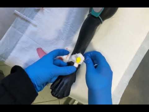 IV catheter placement in Dogs