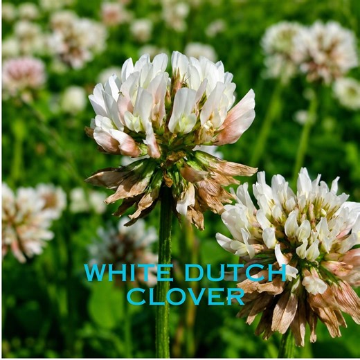 15,200 Heirloom White Dutch Clover Seeds, Fast Growing Lawn Alternative & Pollinator Plant - Etsy