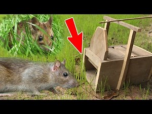 (New) Amazing Quick Mouse Box Trap Using Tree, Best Trap, Easy Make, Easy To Use, How To Create It 1