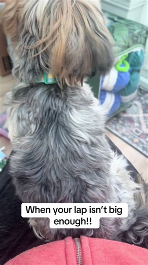 When both dogs want on my lap! Lucky they are small!! lol ##dogsoftiktokviral🐶🦮 #terriersoftiktok #borderterriersofticktoc #funnydog #dogslover