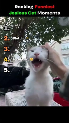 Ranking Funniest Jealous Cat Moments #cat #funny #viral #cute #shorts