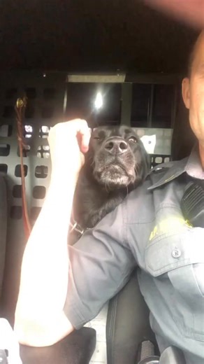 #k9 #k9unit #policek9 #k9cop #k9gsds #k9protection #k9unit #k9lifeline #policek9intraining #policek9unit #k9handlers #k9cops #k9lifestyle #k9team #policedog | K9 Unit Proud