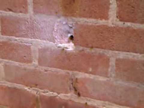Wasps nest in cavity wall of a house.🐝
