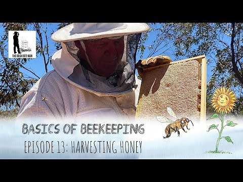 How to Harvest Honey from a Beehive: Knowing when honey is ripe | The Bush Bee Man