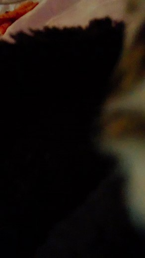 Stephanie sings 1 to 10 the singing walrus nursery rhymes for kids