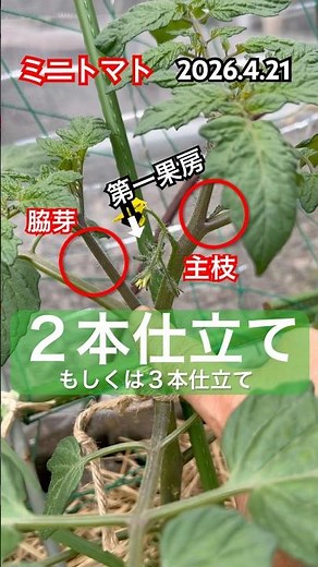 [Mini Tomatoes] We cultivate them using a two-stem system: a main stem and side shoots. #minitoma...