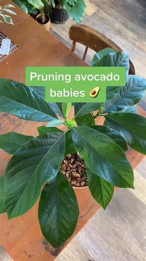 Pruning Avocado Tree for Stronger Growth