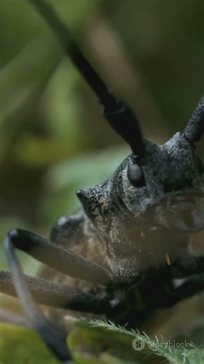 Et si les insectes étaient géants ?! 🐜🚗 #etsi #science #histoire