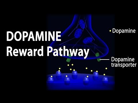 Dopamine Reward Pathway • Video • MEDtube.net