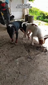 Dog Mating Season: When Canines Are Most Active
