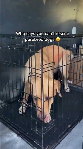 Rescuing an Entire Family of Labradors