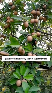 Sapodilla Manilkara Zapota Tropical Live Plant | Dodo Garden