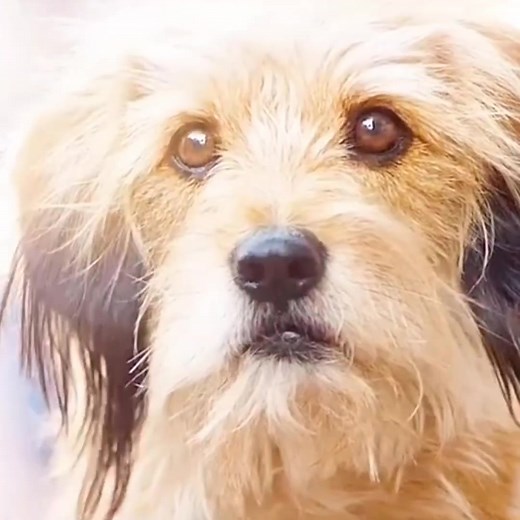 इस कुत्ते के पास थी जादुई शक्तियां ❣️⭐🙏👍 | Guru Explainer