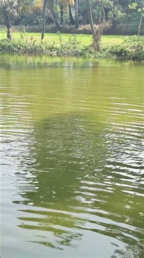 See the pond in our yard!!!#short #shorts #shortvideo #youtubeshorts