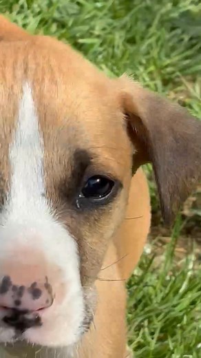 The smallest and most frail of the puppies picked up yesterday - first time he is getting out of his shell and starts investigating the world around him 🩵 | Jack Dog Center