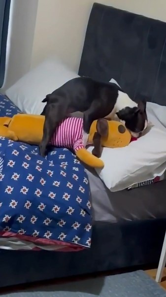 Dogs will be dogs... #dog #dogsoftiktok #fyp #dogs #foryourpage #fürdich #fürdichpage #meme #memes Creds to Toby The Gentleman