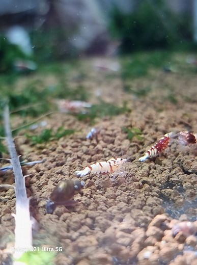 🌟 Introduce Your Kids to the Wonderful World of Dwarf Shrimp! 🌟 Dear Parents, Are you looking for a fun, educational, and low-maintenance hobby for your kids? Look no further! Dwarf Shrimp are the perfect addition to your home aquarium and a fantastic way to teach children about responsibility and the wonders of nature. 🦐🌿 Why Choose Dwarf Shrimp for Your Kids? ✅️Educational Fun: Watching dwarf shrimp in their natural habitat can spark curiosity and teach kids about aquatic ecosystems, biolo
