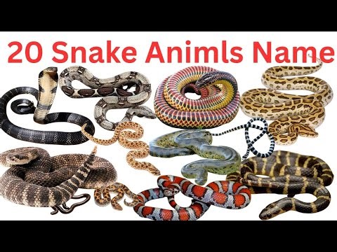 🐍 Learn 20 Snake Names for Kids 🐍 | Fun Learning Video with Pictures, Sounds & English Words