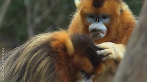 Golden monkey (Rhinopithecus roxellana) in the natural habitat, Pinyin Province, northern China.
