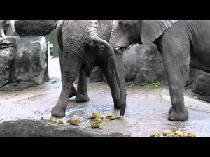 大象吃大便 The elephant ate another elephant's poop in Taipei zoo
