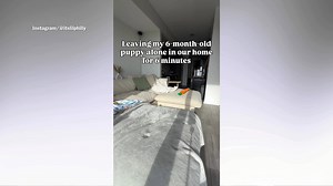 6-month-old puppy crying while home alone