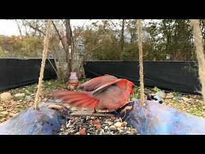 FIGHT: Cardinal vs blue jay up close slow motion HD