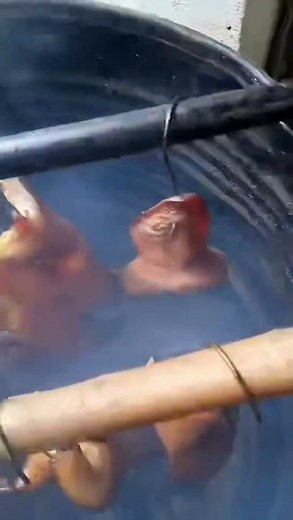 Hand-smoked bacon, artisanal cured meat, traditional smokehouse process, handcrafted bacon strips