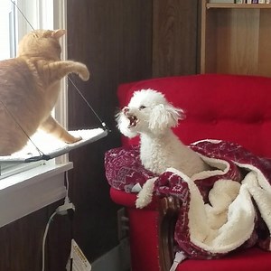 These pets are up to no good! 😼 | Try Not to Laugh