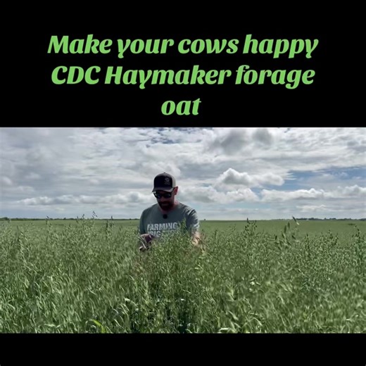 Booking now. CDC Haymaker Forage Oat! https://www.stampseeds.com/haymaker-forage-oats.html #moochew #cowchow | Stamp Seeds