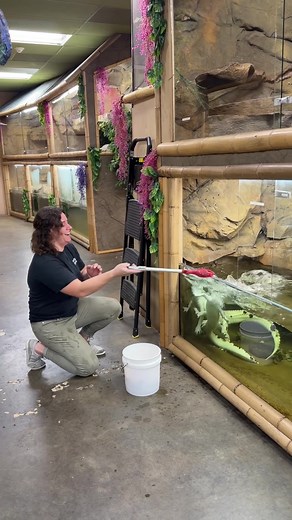 Pied Gators Excited for Meal in New Enclosure