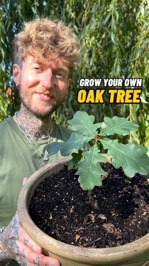 Grow your own Oak Tree 🌳 from a tiny Acorn Imagine planting something in your garden today that could stand for hundreds of years, feed generations of wildlife, and shape an entire landscape. That’s the power of planting an oak tree from a single acorn. 🌳😊 This year is a mast year, when oaks and other trees produce a bumper crop. This is thought to ensure they have the opportunity to reproduce, as they produce more than can be eaten by wildlife. It doesn’t happen every year, but when it does,