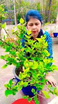 Tips 🌺 hibiscus plant care tips #tips #care#hibiscus #shrot #viral #trending #youtube