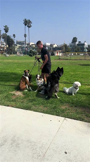 Adorable Dogs Taking Turns: A Cute TikTok Moment