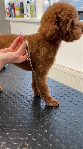Toy poodle pet trim (vertical video)