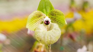 3 Types of Green Orchids