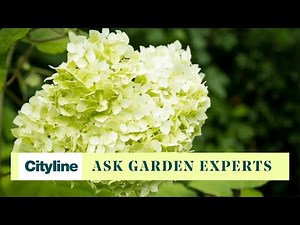 Where to begin when planting your own rose garden