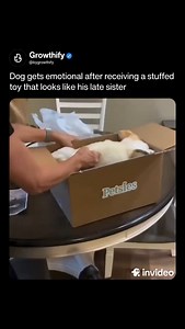 4.9K views · 125 reactions | Follow for more @bygrowthify A dog’s touching reaction to receiving a stuffed animal resembling his late sister moved thousands online. The emotional moment reminded viewers of how deeply animals feel and remember. 凉 (: Petsies) #invideoAI #goodnews #dog #dogsofinstagram #dogs #dogslover #viral | Positivity Daily | Facebook