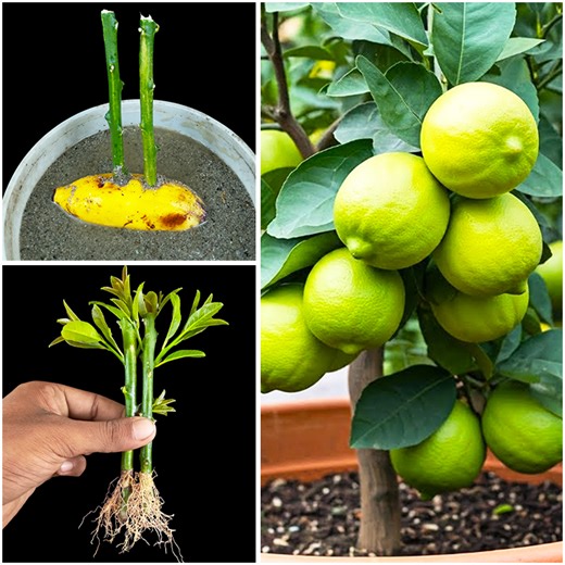 16K views · 177 reactions | Best way to grow lemon plant at home || Stem to plant tips & tricks for home | Amd MultiMedia | Facebook