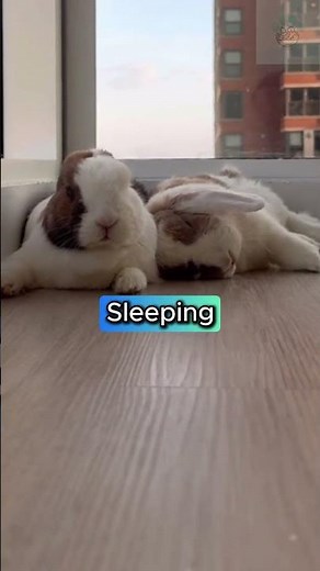 Can Rabbits Snore?