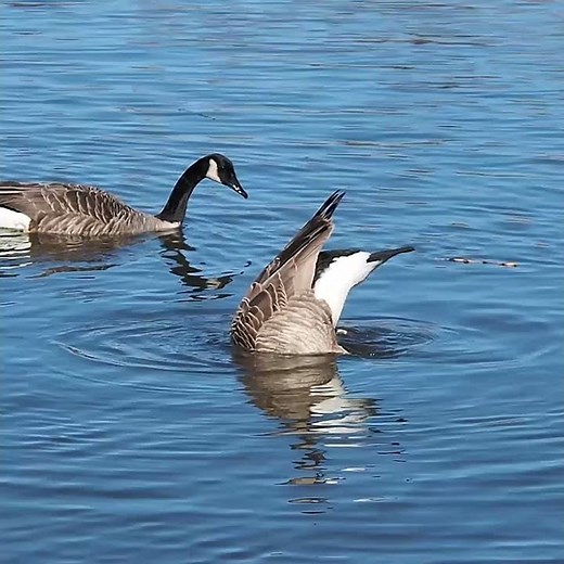 Canadian Geese Diving and Dabbling In The Water - #shorts