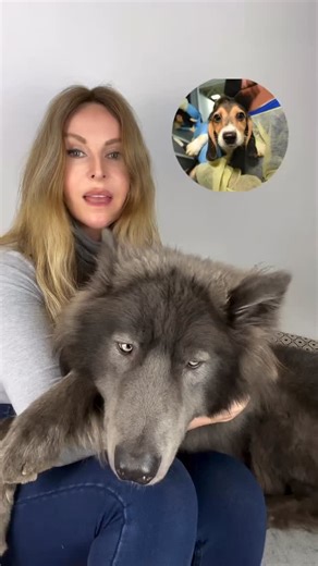 🖤𝕄𝔼𝔾 𝕄𝔸𝕋ℍ𝔼𝕎𝕊 🖤 on Instagram: "Yesterday was a very sad day. The House of Lords voted to make animal breeding facilities for animal experiments “key national infrastructure.” Places where animals are bred purely to suffer… now legally protected in the same way as power stations and transport hubs. Let that sink in. Under this change, interfering with the operation of these facilities — even causing what the law calls a “significant delay” — can now be a criminal offence. Punishable by 