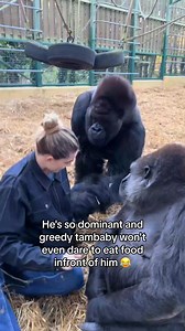 My gorilla family at our Rescue and Rewild Sanctuary. We have sent 80 gorillas back to the wild so far. We are the only people in the world to do this. ❤️🦍 I have known these specific gorillas in the video my entire life, and the relationships I share with them are built on complete love and trust. The beauty of the bond is that, although they could harm me, they don’t. The reason these gorillas you see aren’t in the wild is that they are too old to return and wouldn’t survive. Many years ago,