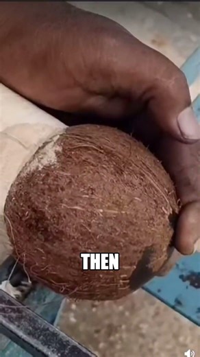 How Coconuts Produce a Sound You've Heard 🤯