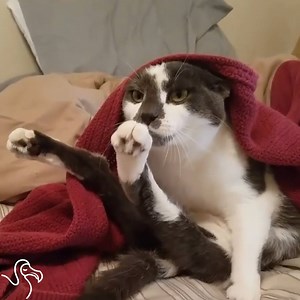 31M views · 450K shares | This cat's back legs don't work — but she NEVER stops moving. | The Dodo | Facebook