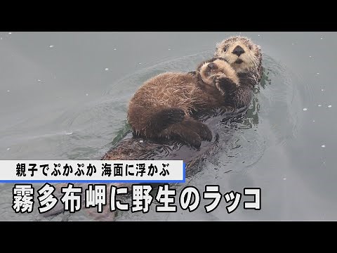 霧多布岬に野生のラッコ 親子でぷかぷか、海面に浮かぶ
